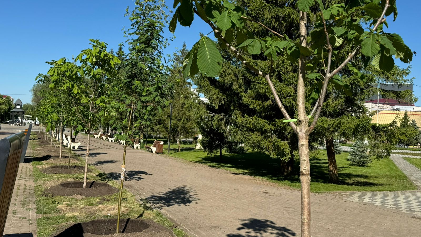 Новые деревья начали высаживать в центре Уральска