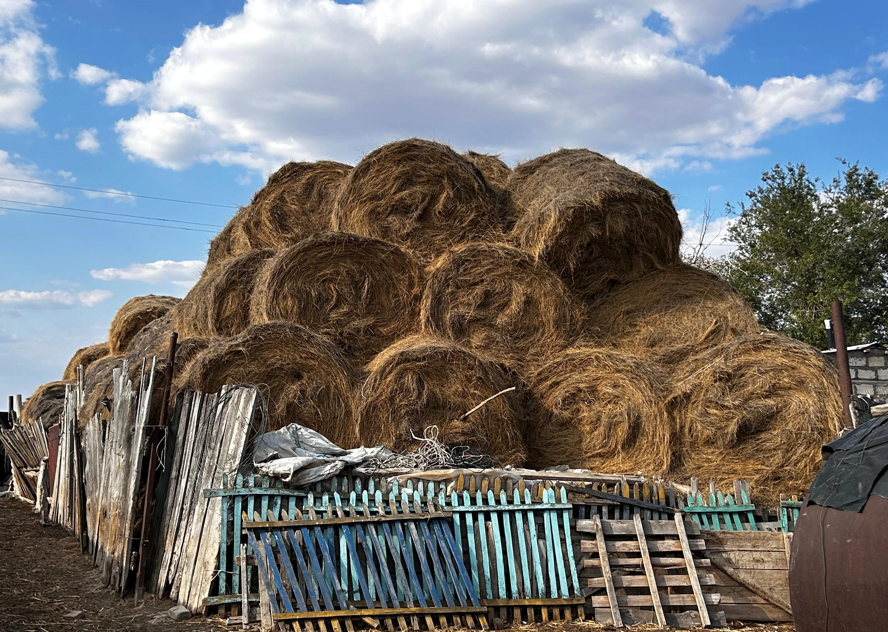 БҚО-да ең қымбат шөп 13 мың теңгеден саудалануда