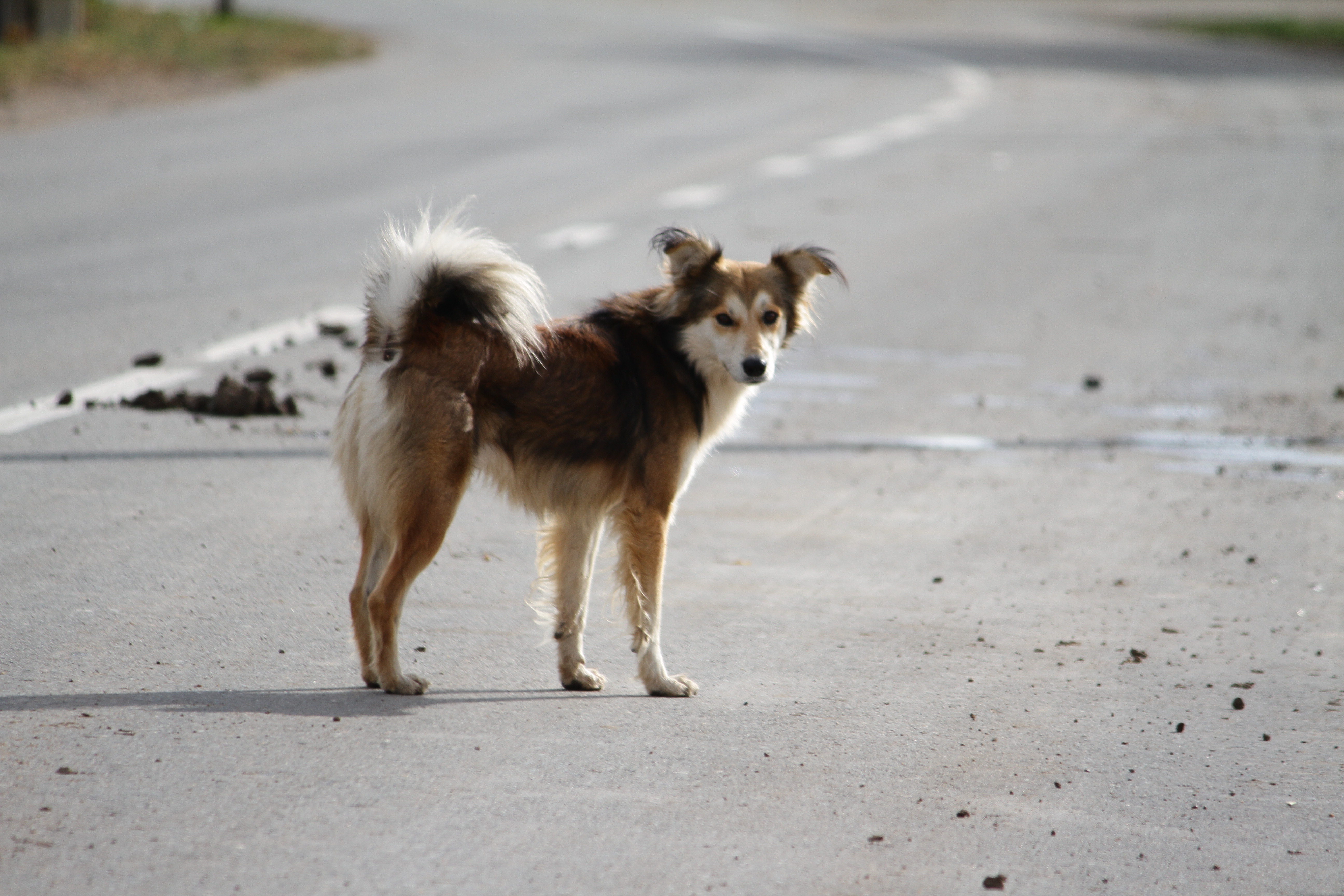 Всё больше жителей ЗКО обращаются за прививкой от бешенства