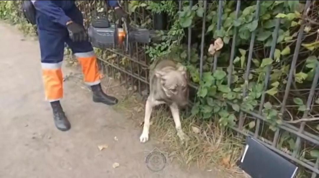 Собака застряла в заборе в Уральске