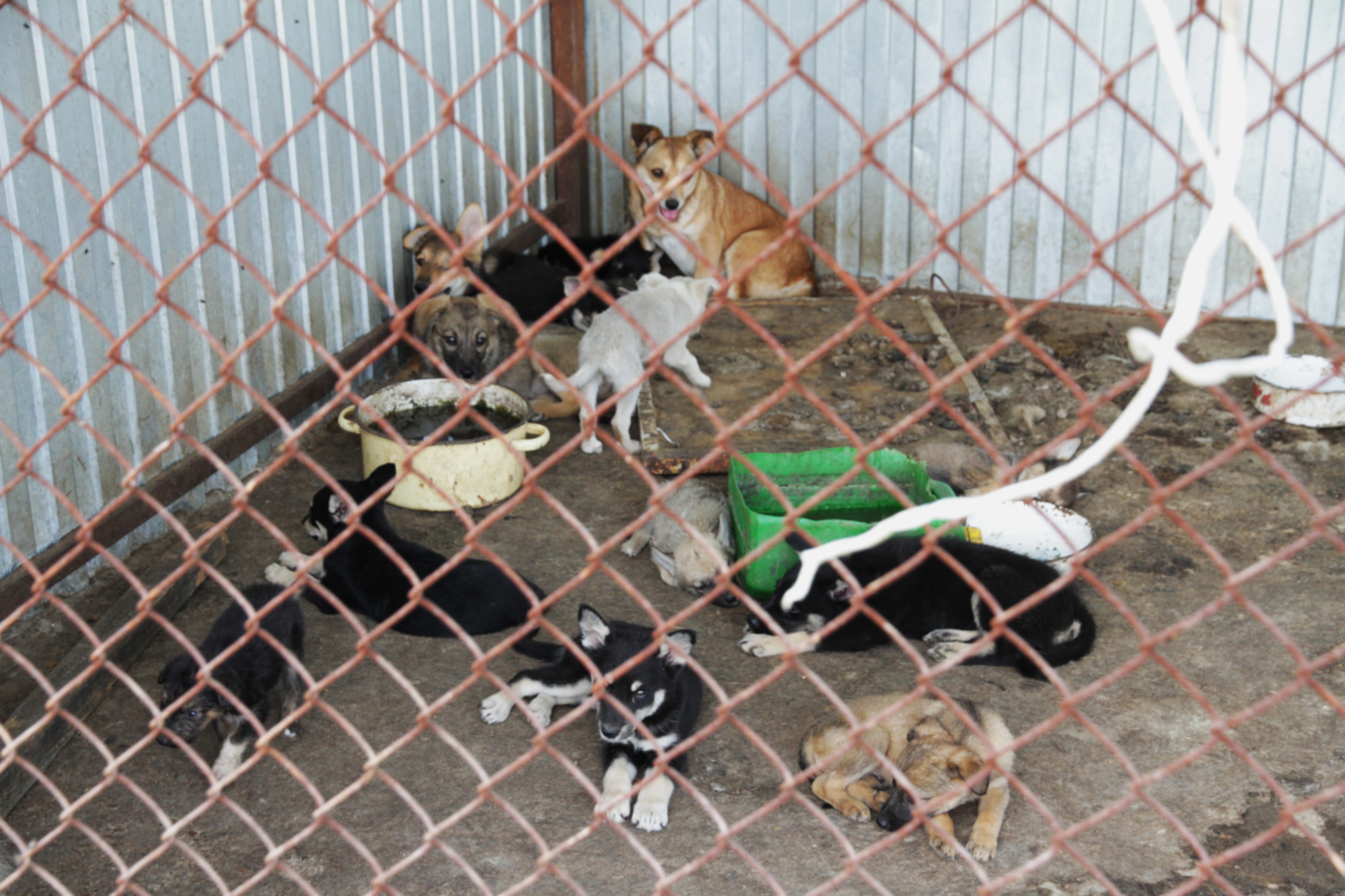 Питомник для 600 собак планируют построить в Уральске