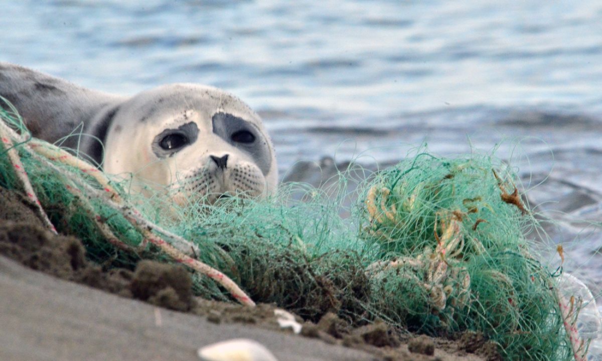 Как спасают тюленей в Атырау