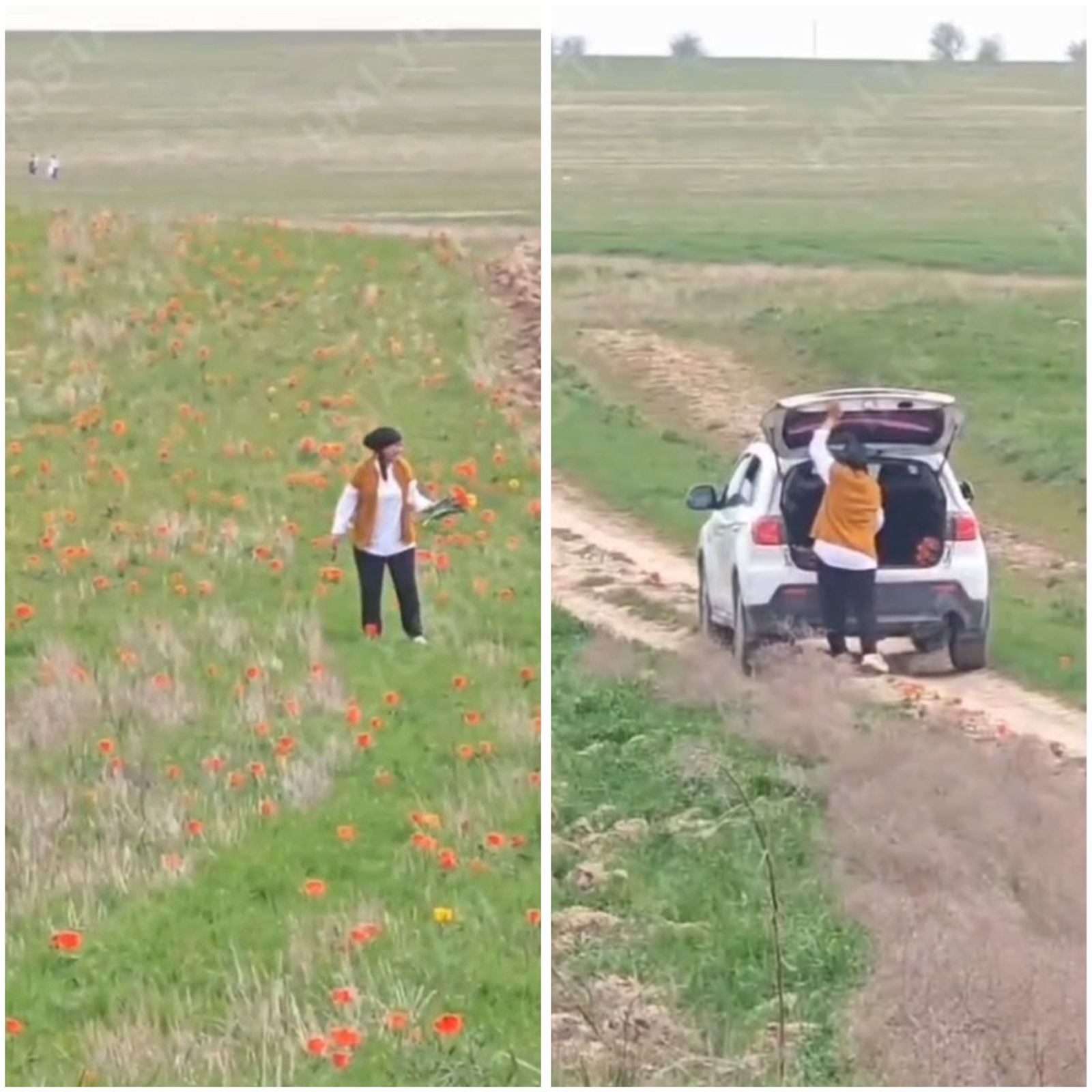 12 млн тенге может стоить казахстанке букет из тюльпанов