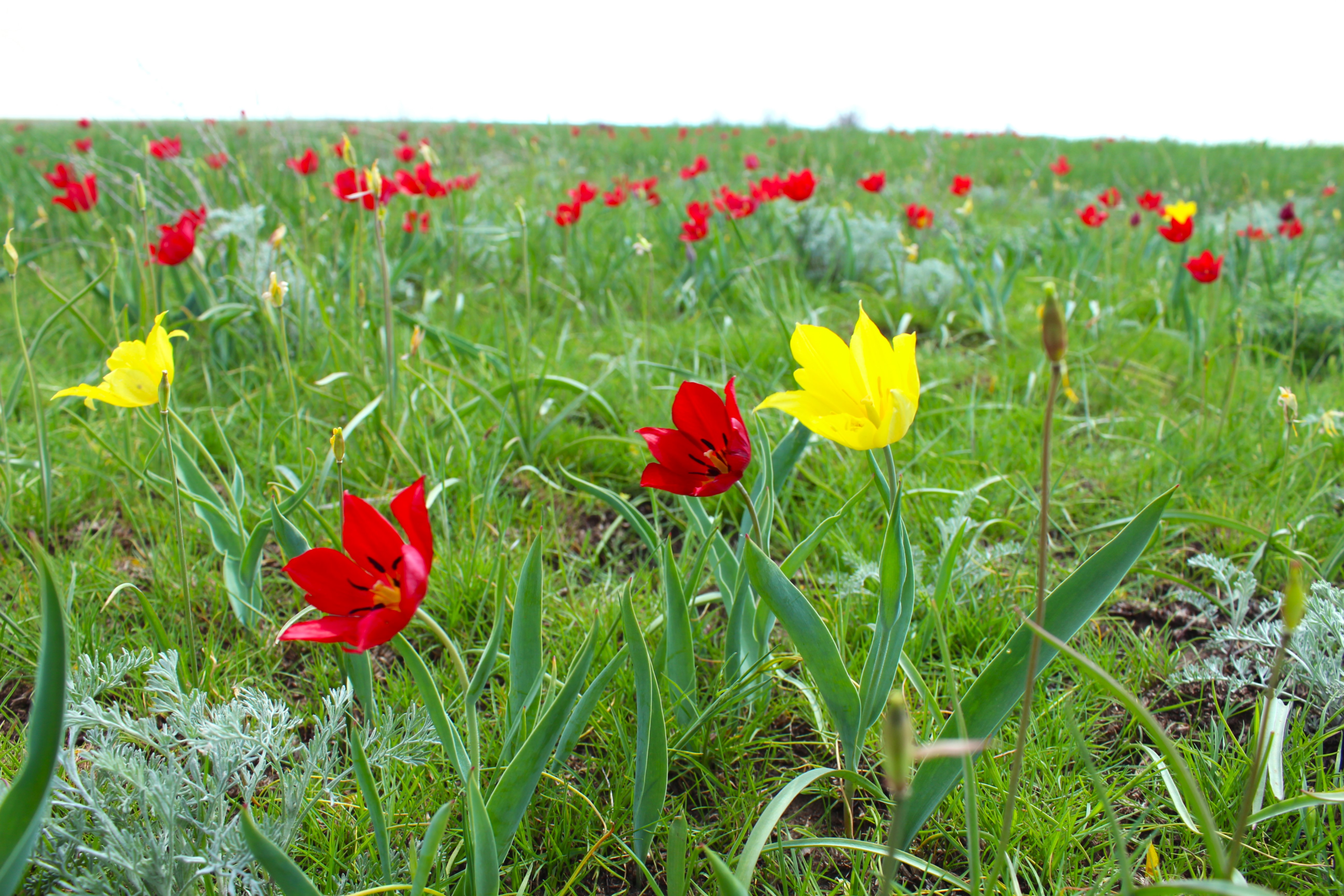 В ЗКО прошел этнокультурный фестиваль тюльпанов