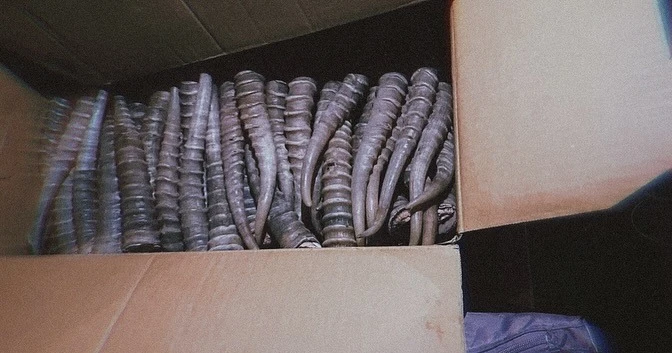 429 млн тенге ущерба: в ЗКО вынесли приговор за рога сайги