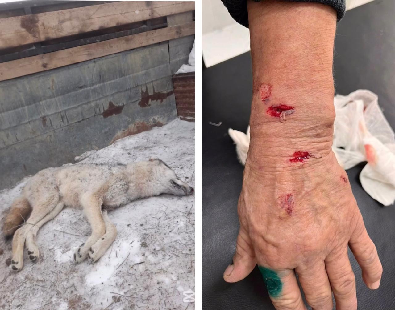 Волк напал на человека в Атырауской области