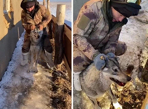 Отстреливать волков и шакалов разрешили в семи областях Казахстана