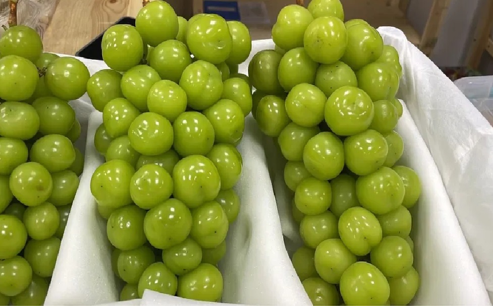 Тот самый «Shine Мускат»: сколько стоит «корейский» виноград в Уральске