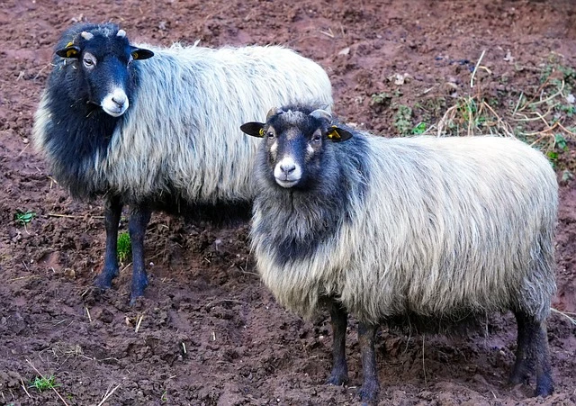 Массовый падёж скота произошёл после сильного дождя в ЗКО