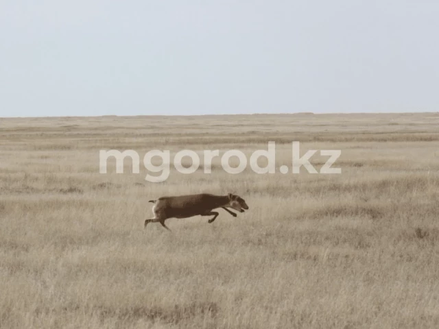 Режим ЧС объявлен в двух районах ЗКО