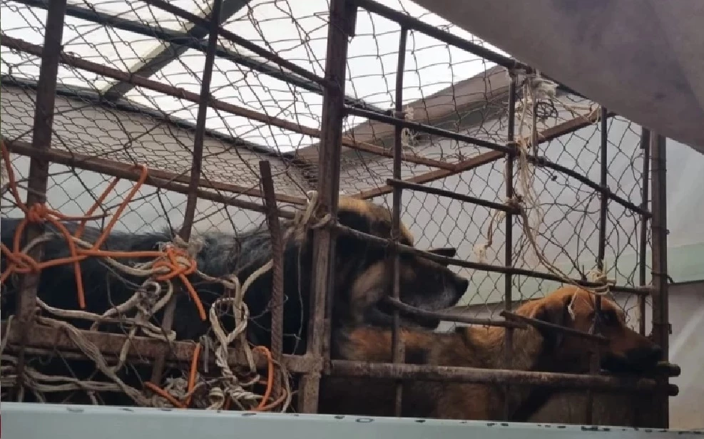 Ветсанитары показали, как отлавливают собак в Уральске