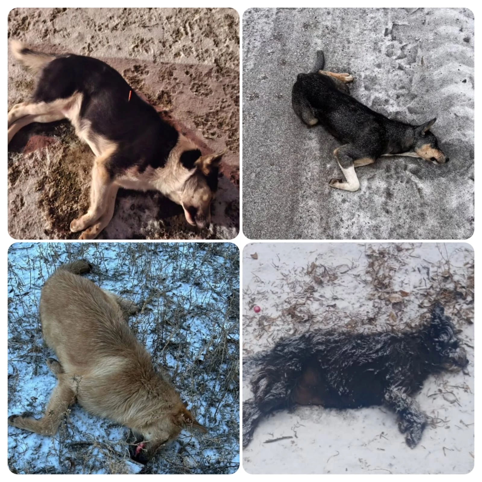 Отстрел собак в Уральске: за информацию предлагают 200 тысяч тенге